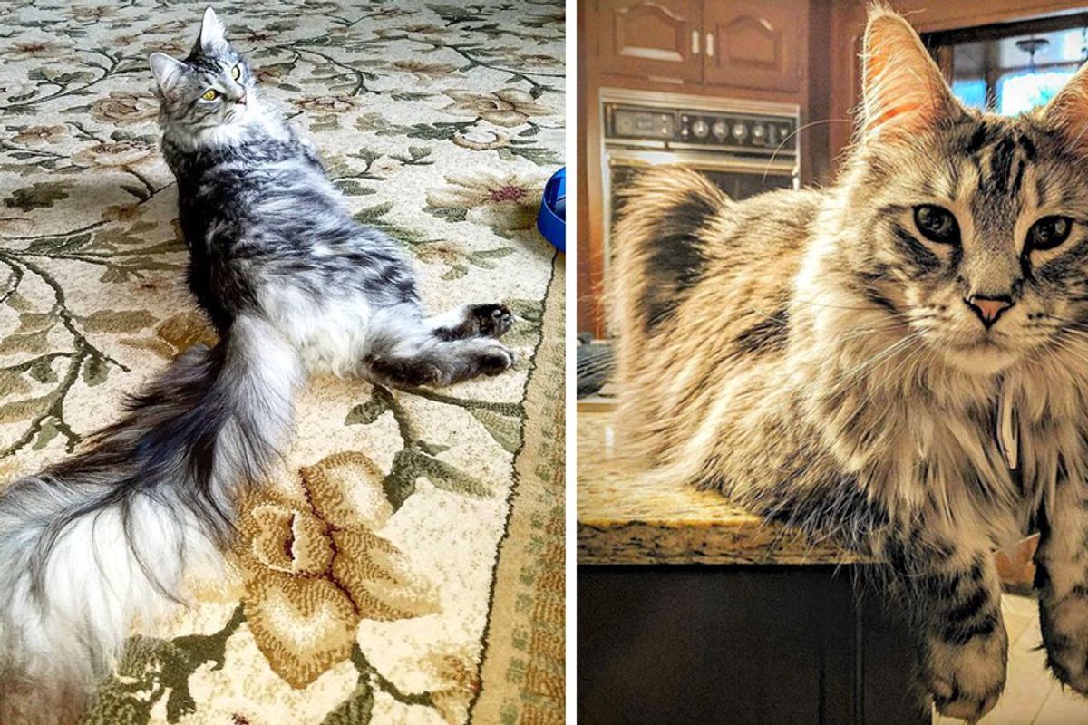 Michigan Cat Shows Off World's Longest Tail, The Floofiest 'Featherduster' in These Photos!