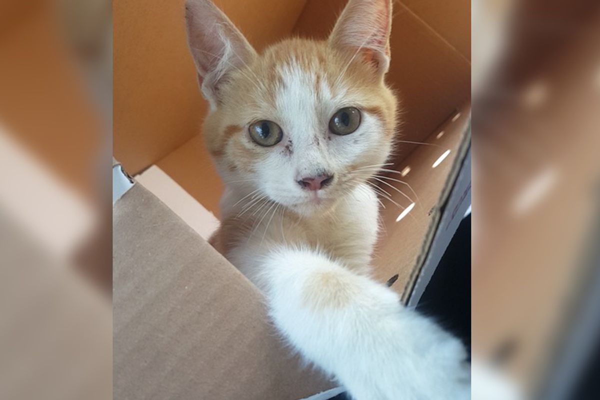 Man Adopts Shelter Kitty So They Can Evacuate From Hurricane Irma Together