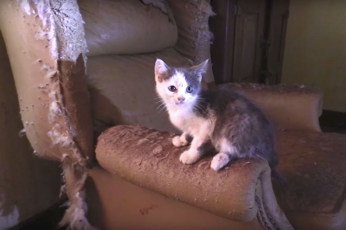 Cat Man and Team Saved 40+ Cats and Kittens from Abandoned Home and Turned Their Lives Around