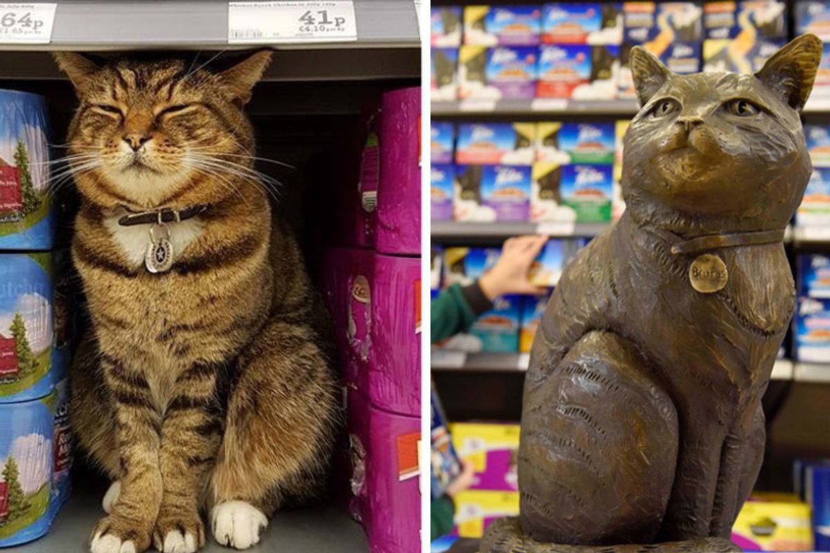 Store Cat Immortalized with His Own Statue at Supermarket That He Made His Second Home