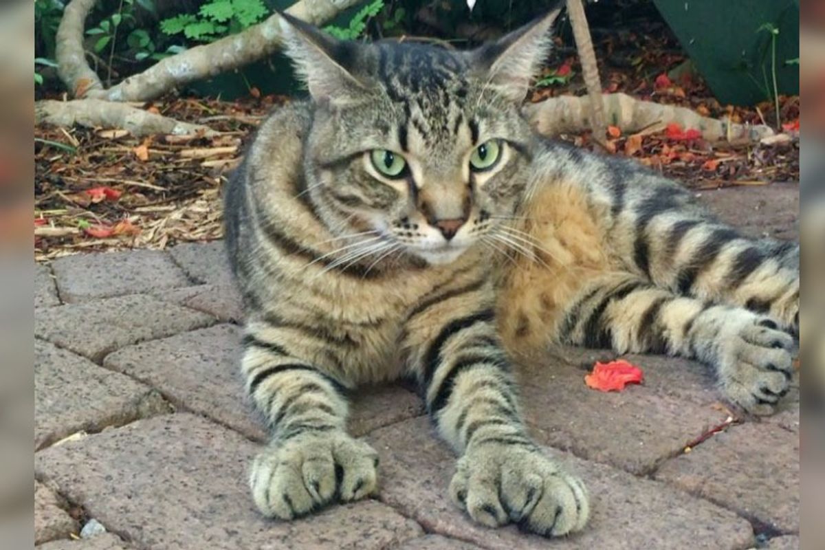 54 Hemingway Kitties Safe and Well After Hurricane Irma Slammed Florida Keys