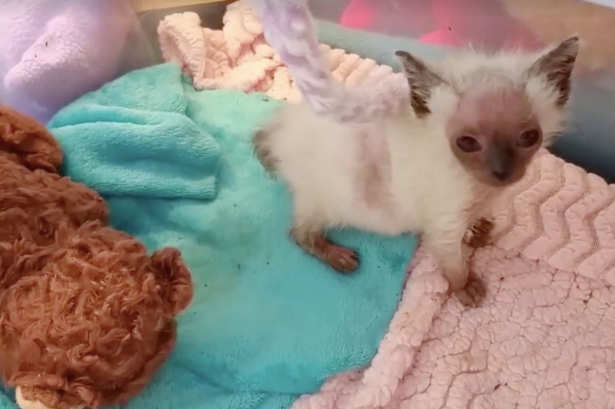 Kitten Mysteriously Got "Alien" Face, Is Turned Around by Love