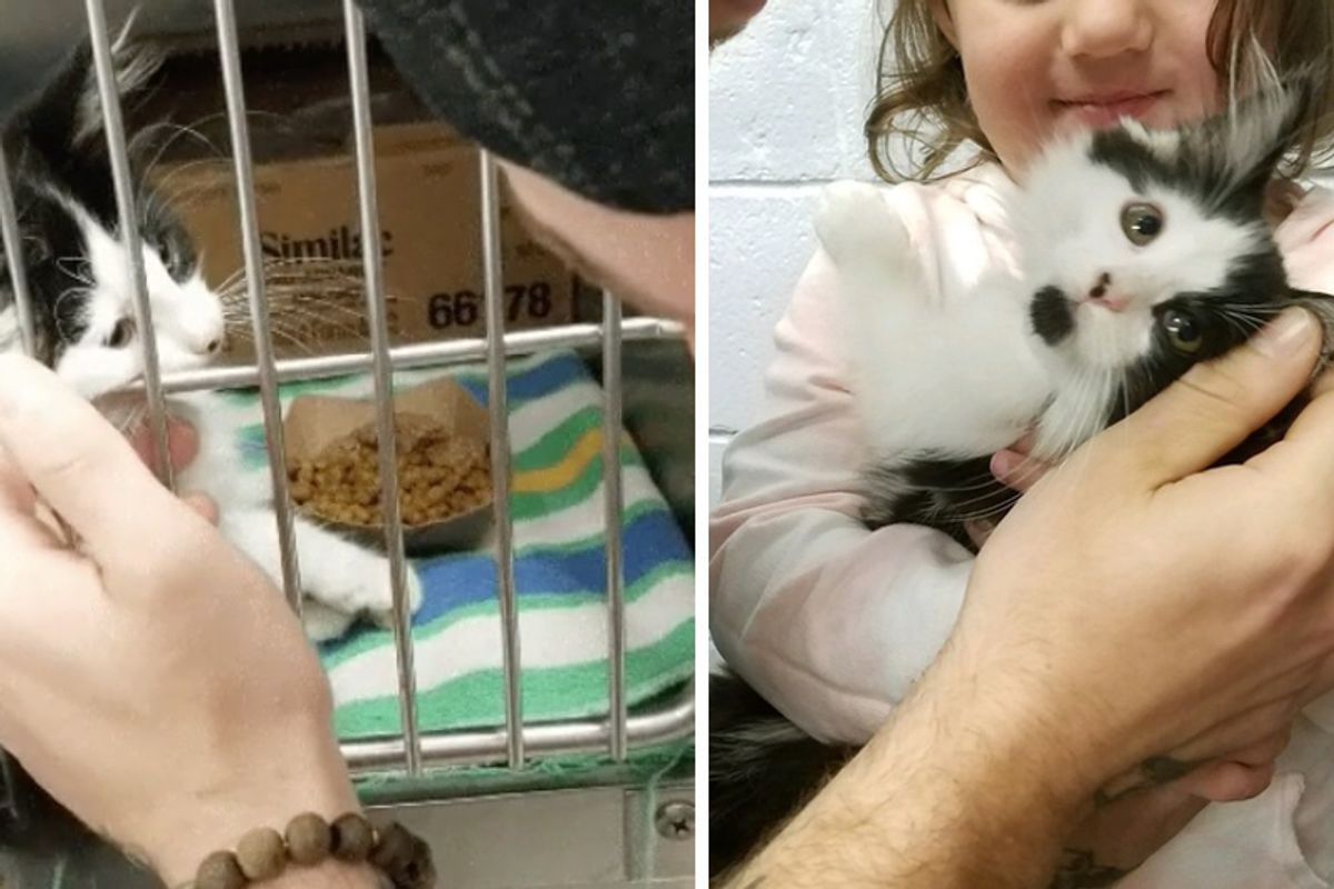 Kitten Stops Couple at Shelter and Asks Them To Be Her Humans...