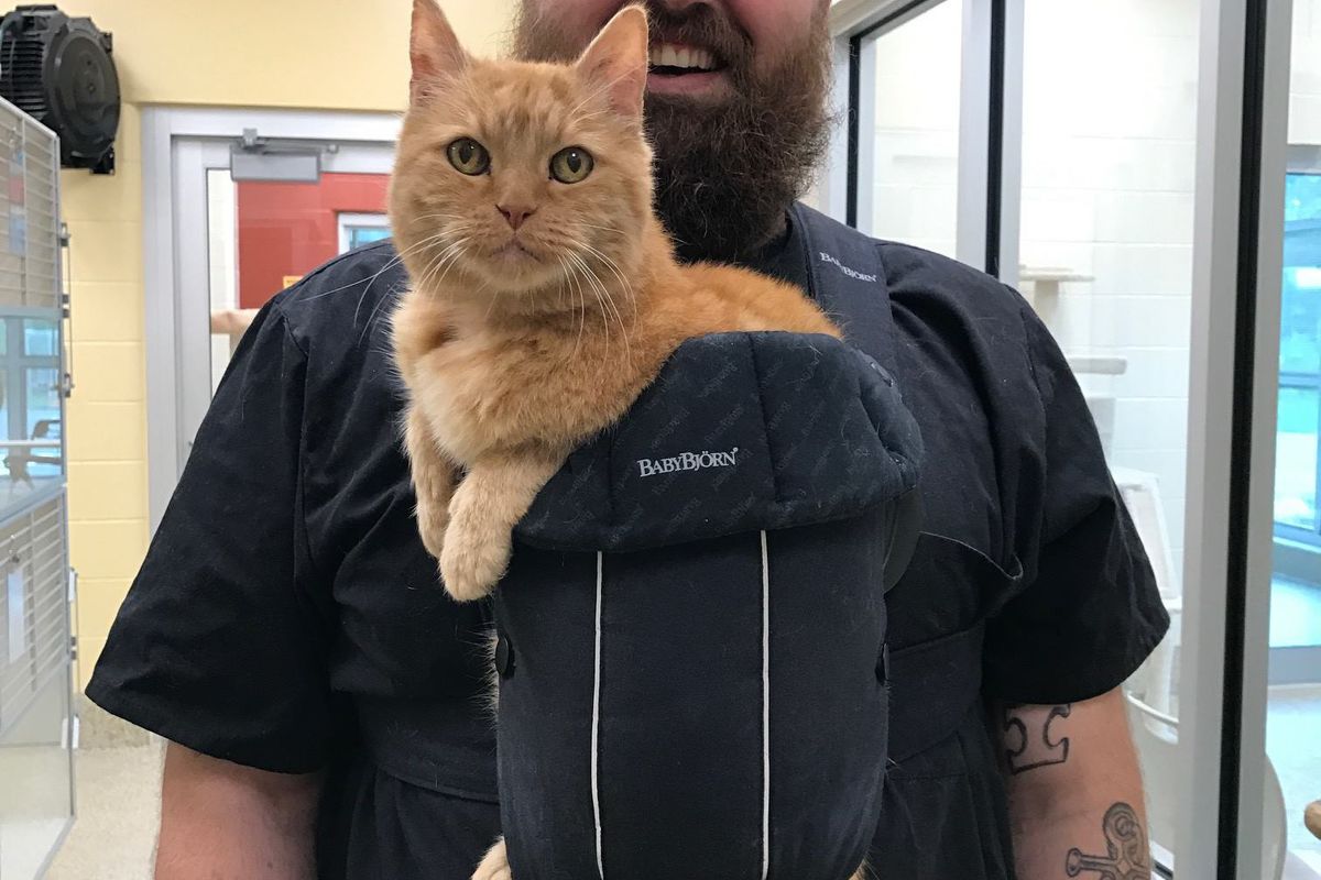 15-year-old Shelter Cat Cries Until He's Held All the Time, So They Come Up With a Solution!