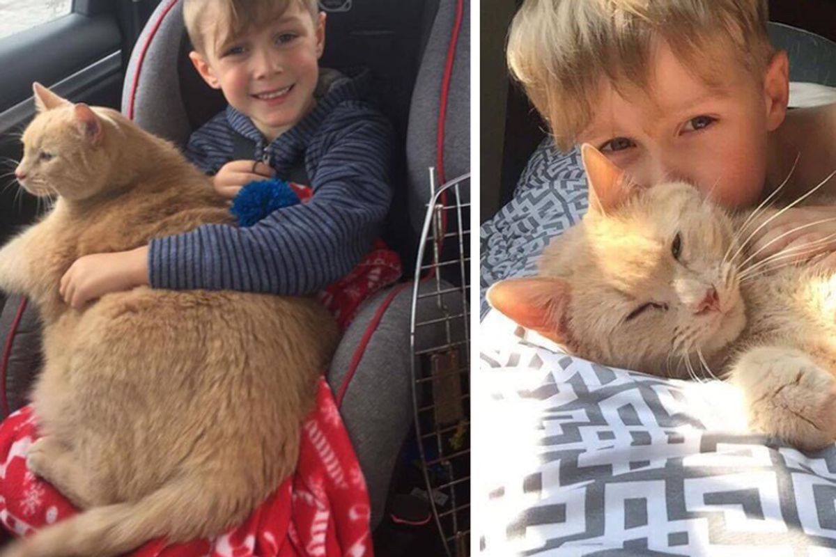 Young Boy Could Adopt Any Pet But Chose 10-year-old Giant Ginger Named Tiny!