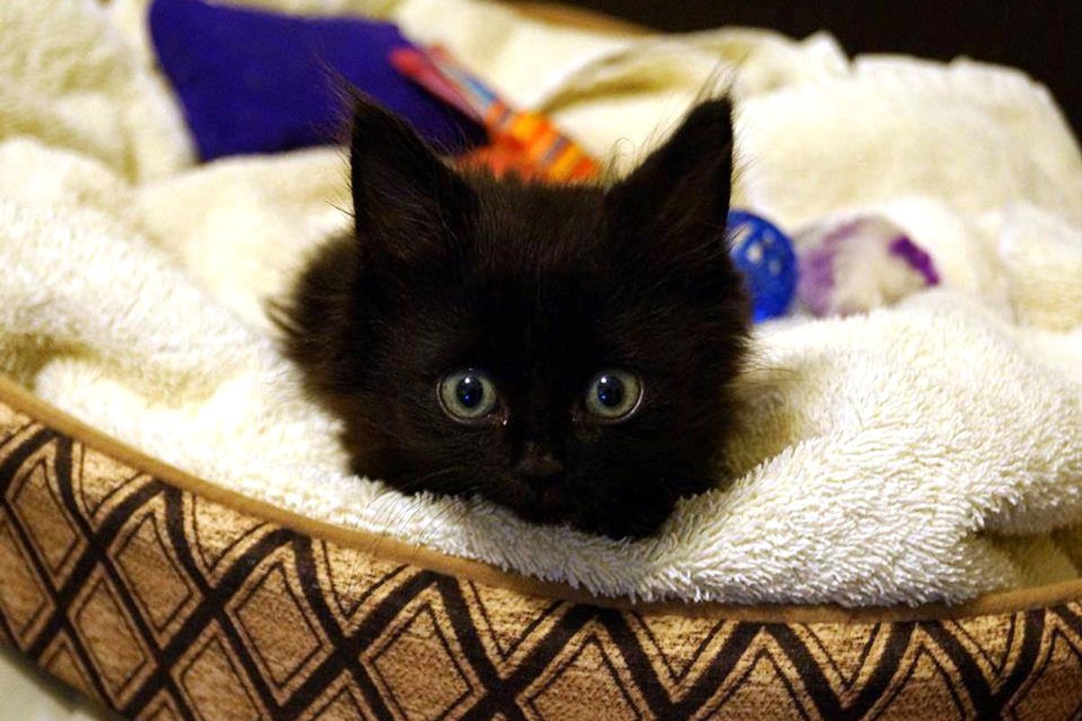 Kitten Found Quadriplegic Surprises Everyone When He Learns to Walk Again, Now 5 Years Later…