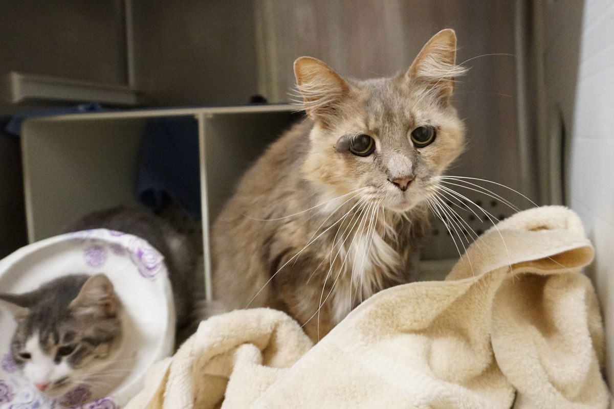 9-year-old Shelter Cat Bats Sad Eyes, Chirps Aloud Trying To Get Adopted