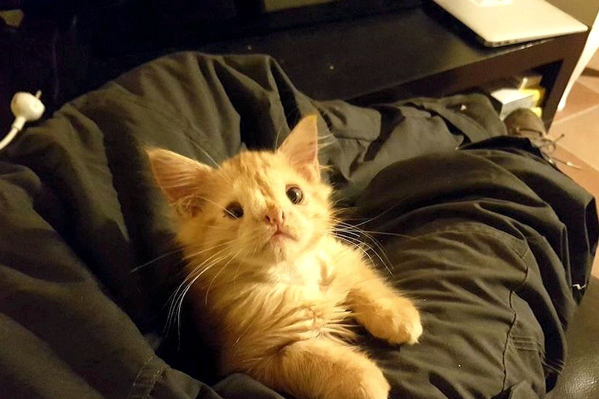 Kitty Who Was Called "Too Ugly" To Be Loved, Proves Those People Wrong!