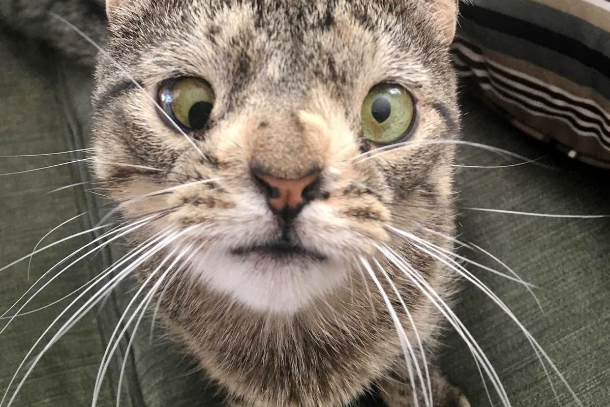 Special Cat Who Can't See Very Well, Feels Love and Can't Get Enough of It...