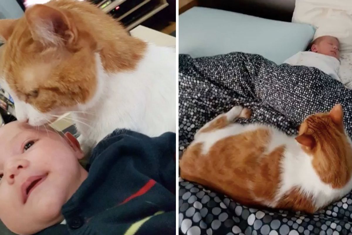 Shy Cat Saved from the Street Becomes Guardian to Boy and His Little Sister