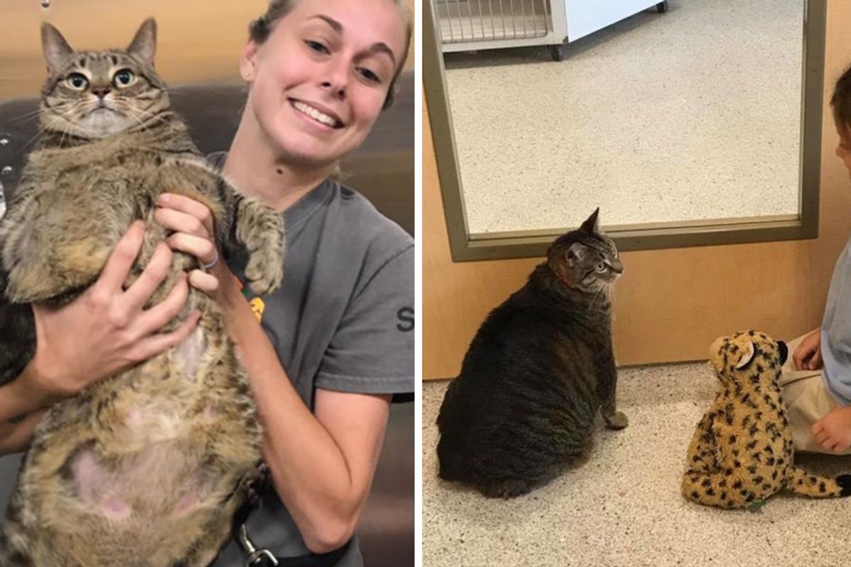 Little Girl Adopts Biggest Shelter Cat And Promises To Help Her Slim Down in Loving Home