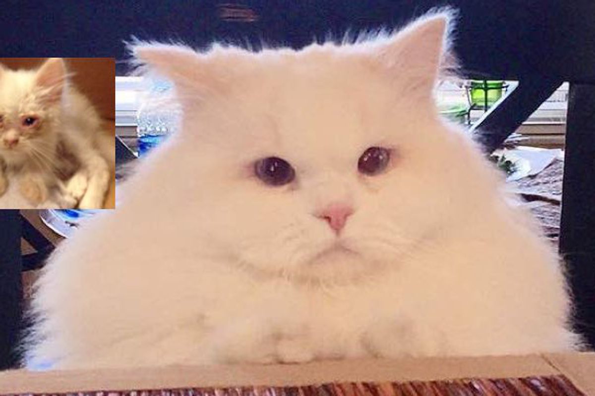 Cat Found on Roadside Surprises His Humans with His True Fluff