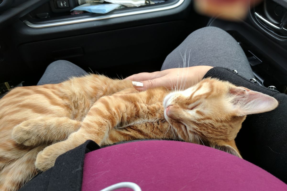 Stray Cat Jumped into Woman’s Car Curled Up In Her Lap, She Didn’t Have the Heart to Wake Him