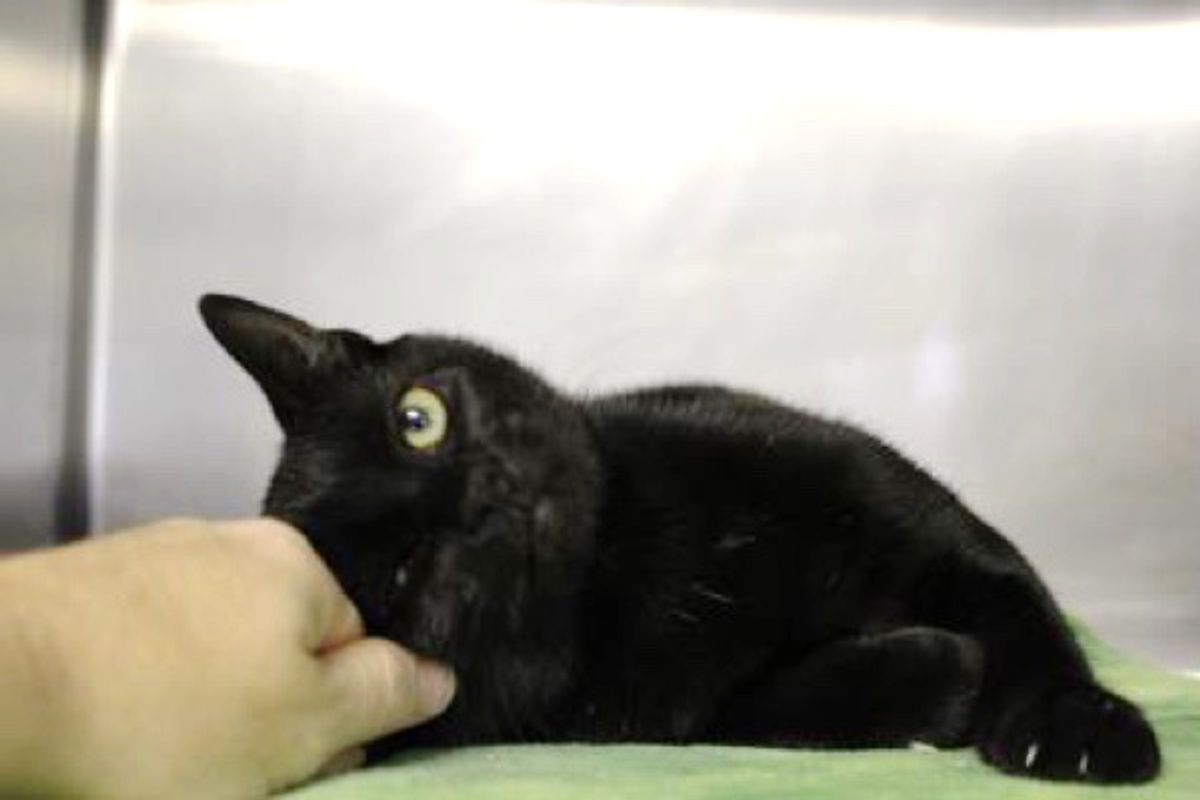 Couple Sleeps in Animal Shelter to Keep 105 Rescue Strays Safe and Comforted During Hurricane