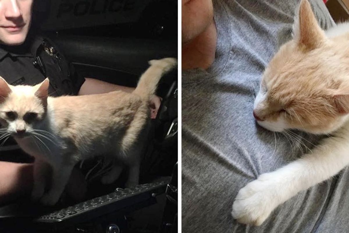 Cat Jumps into Officer’s Cruiser And Asks Him To Be His Friend