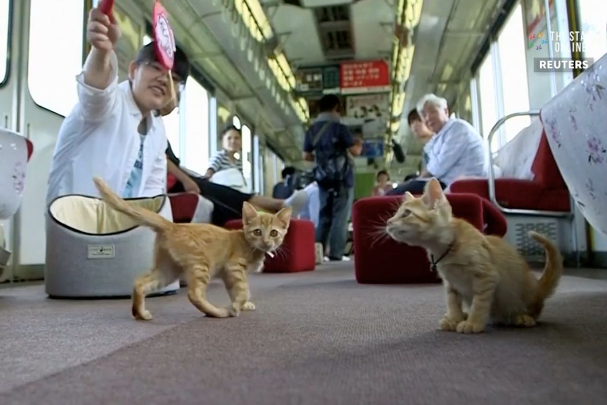 Railway Operator Invited 30 Stray Cats Onboard to Help Them Find Homes