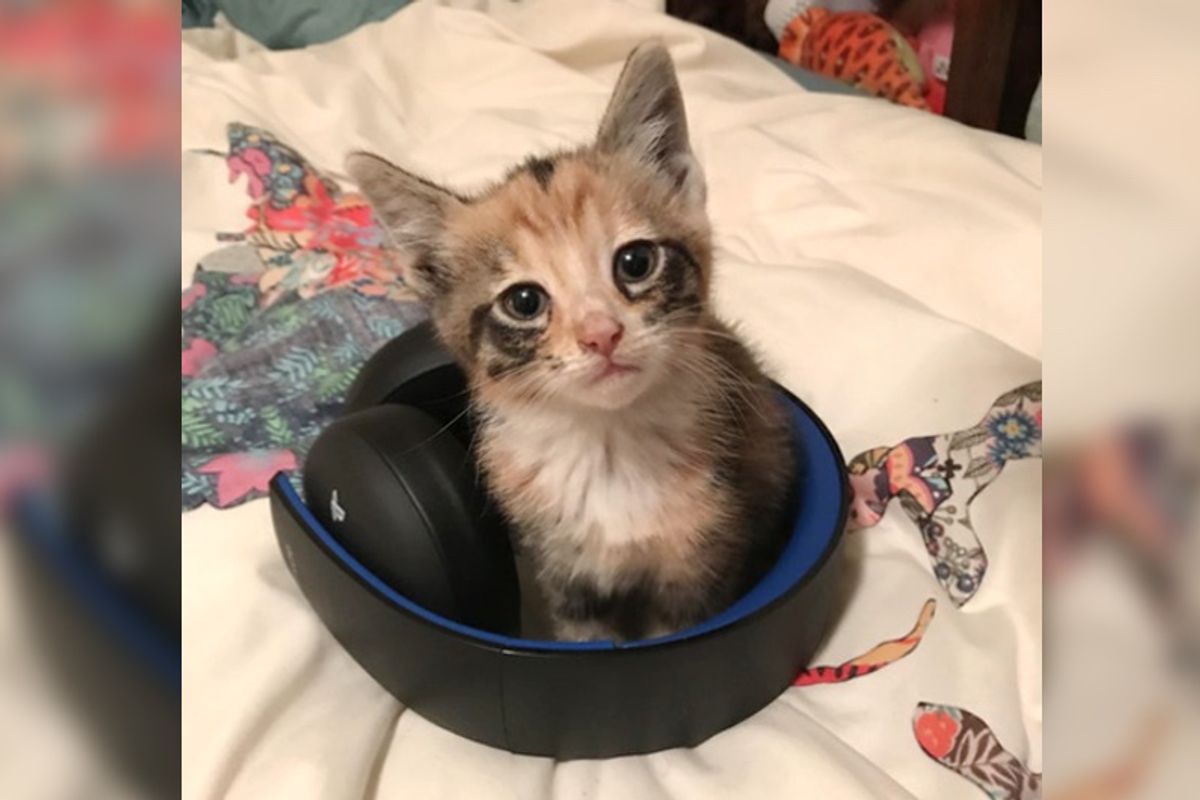A Note on Man's Car Leads Him to Tiny Kitten Stuck in the Engine Waiting To Be Saved