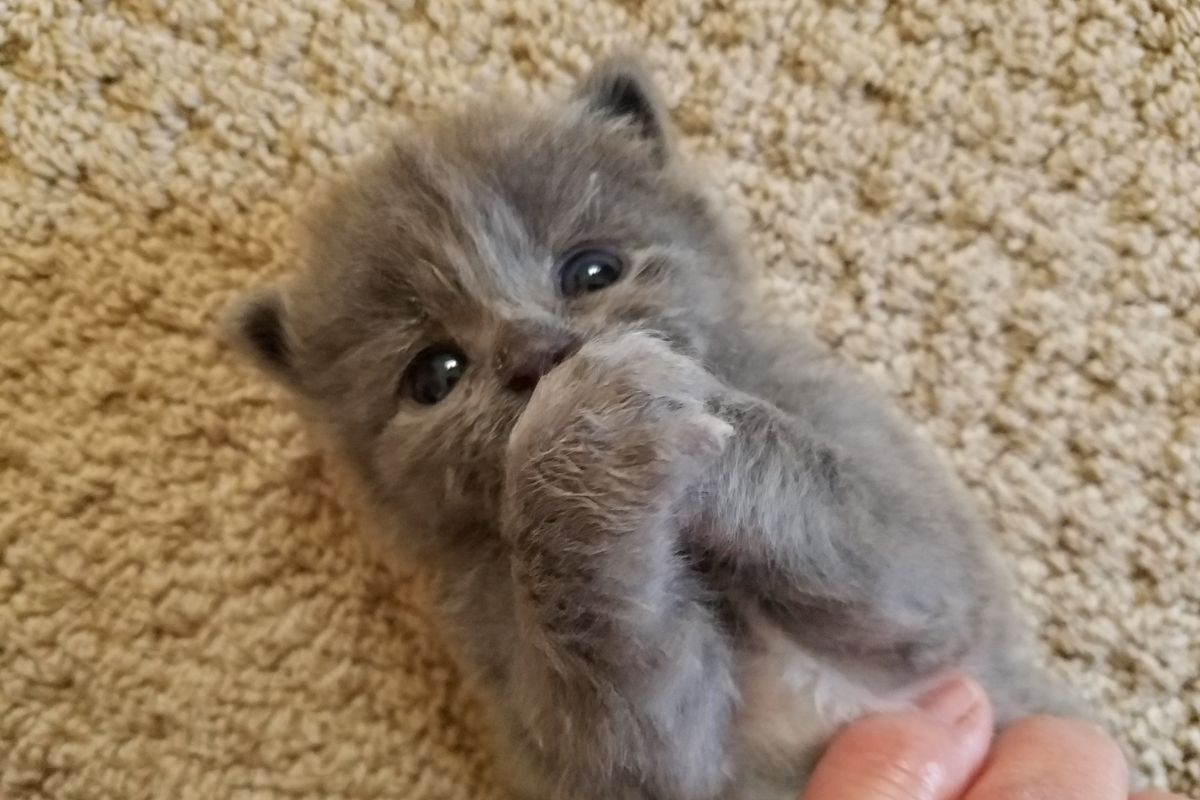 Man Found Kitten Huddled in His Boat and Raised Him into Floofy Cuddlebug, Now 5 Months Later…