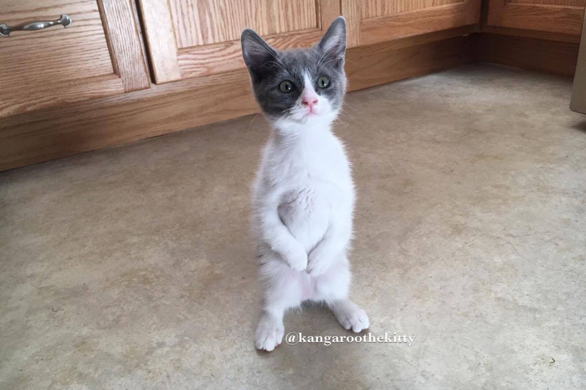 Kitten With "Bunny" Paws Steals Everyone's Heart With Her Spirit, 2 Months After Rescue..