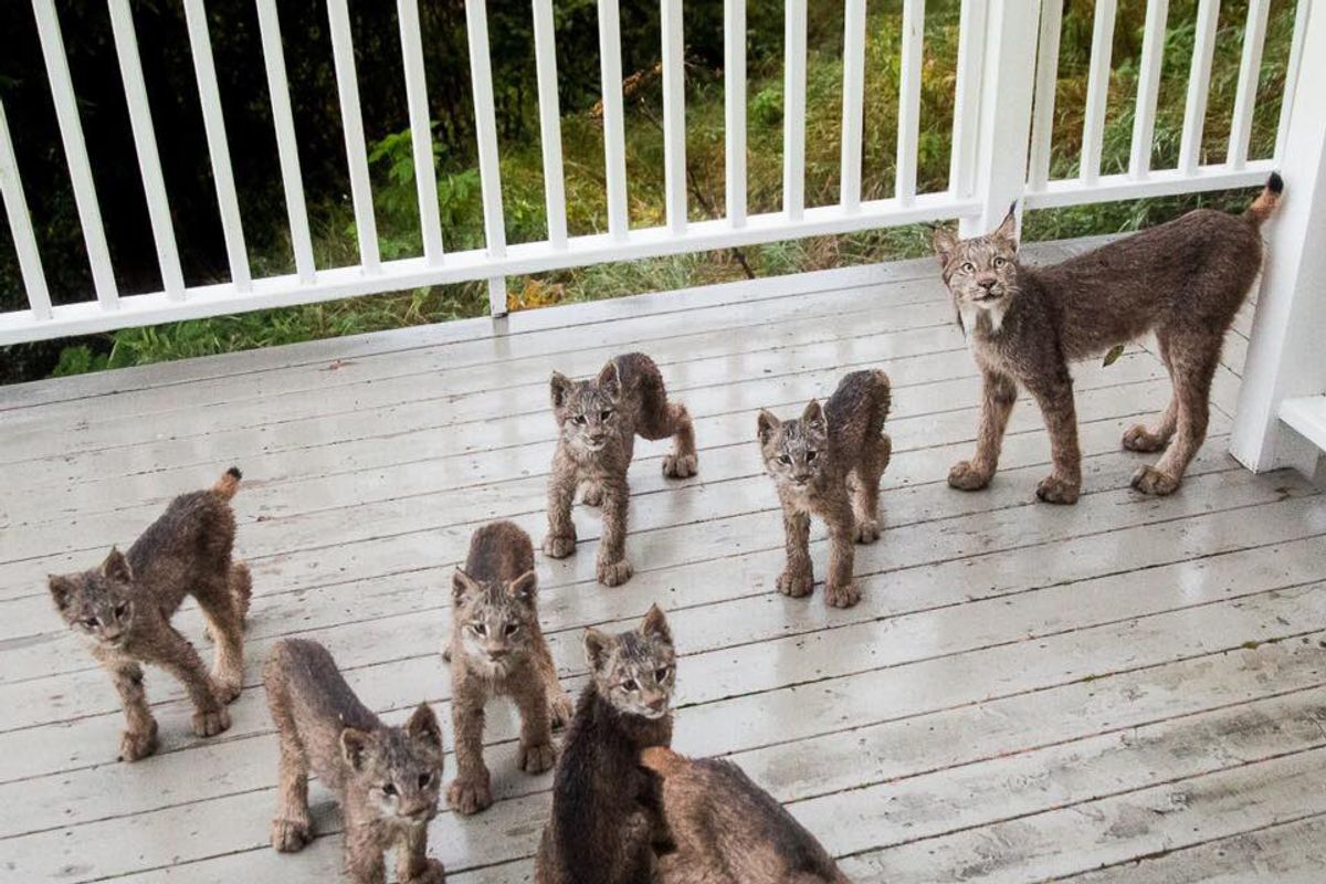 Man Surprised to Wake Up to See Family of 8 Playing On His Doorstep