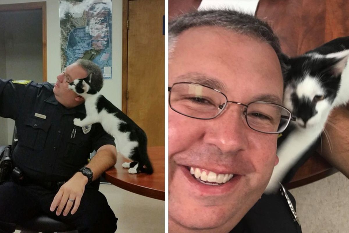 Stray Cat Wanders Into Police Station and Decides to Pose for Selfies..