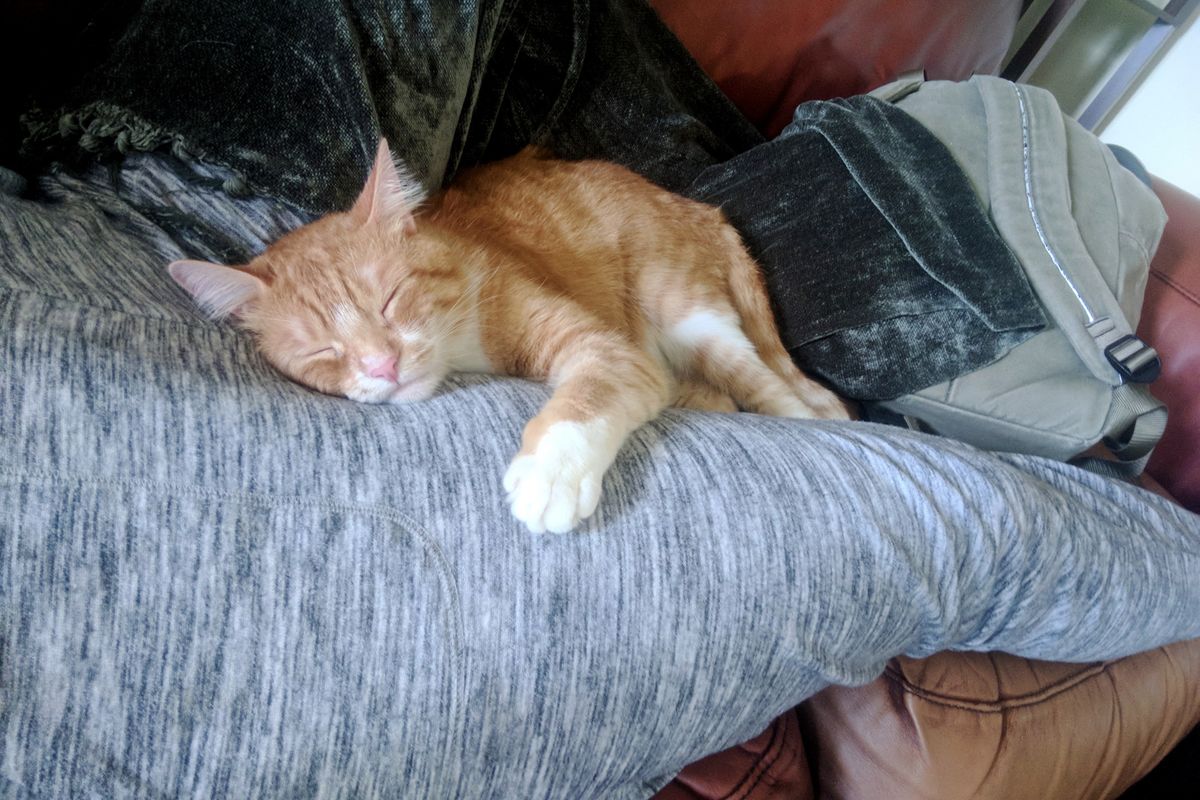 Cat Was Returned to Shelter Twice For Being a "Love Biter", Finds Someone He Adores, Hours After Adoption...