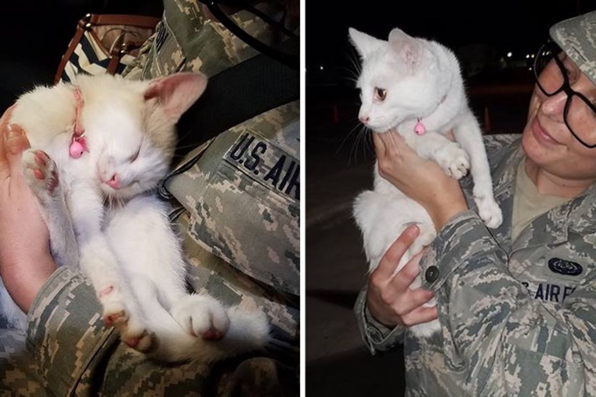 Lost Kitty Walks Up to Airman and Asks Her to Help Her Get Home..