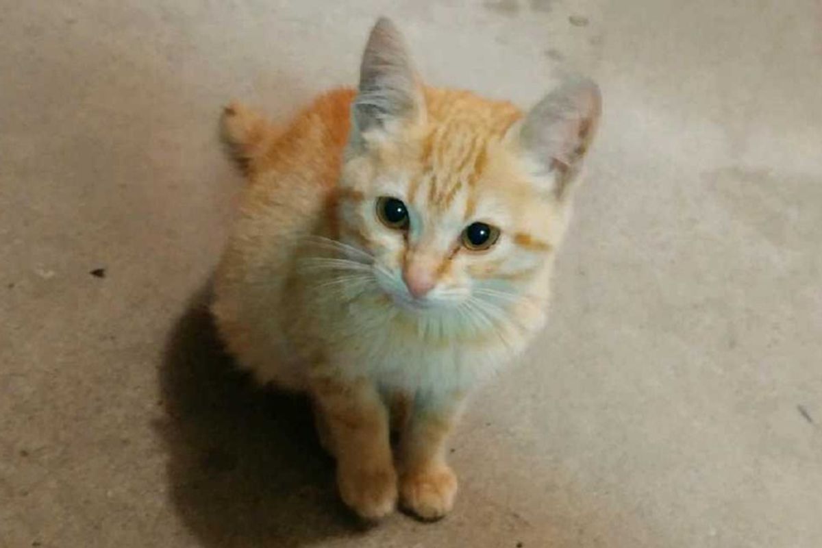 Stray Kitten Waits Outside Building For Person She Chose and Won't Let Him Go..