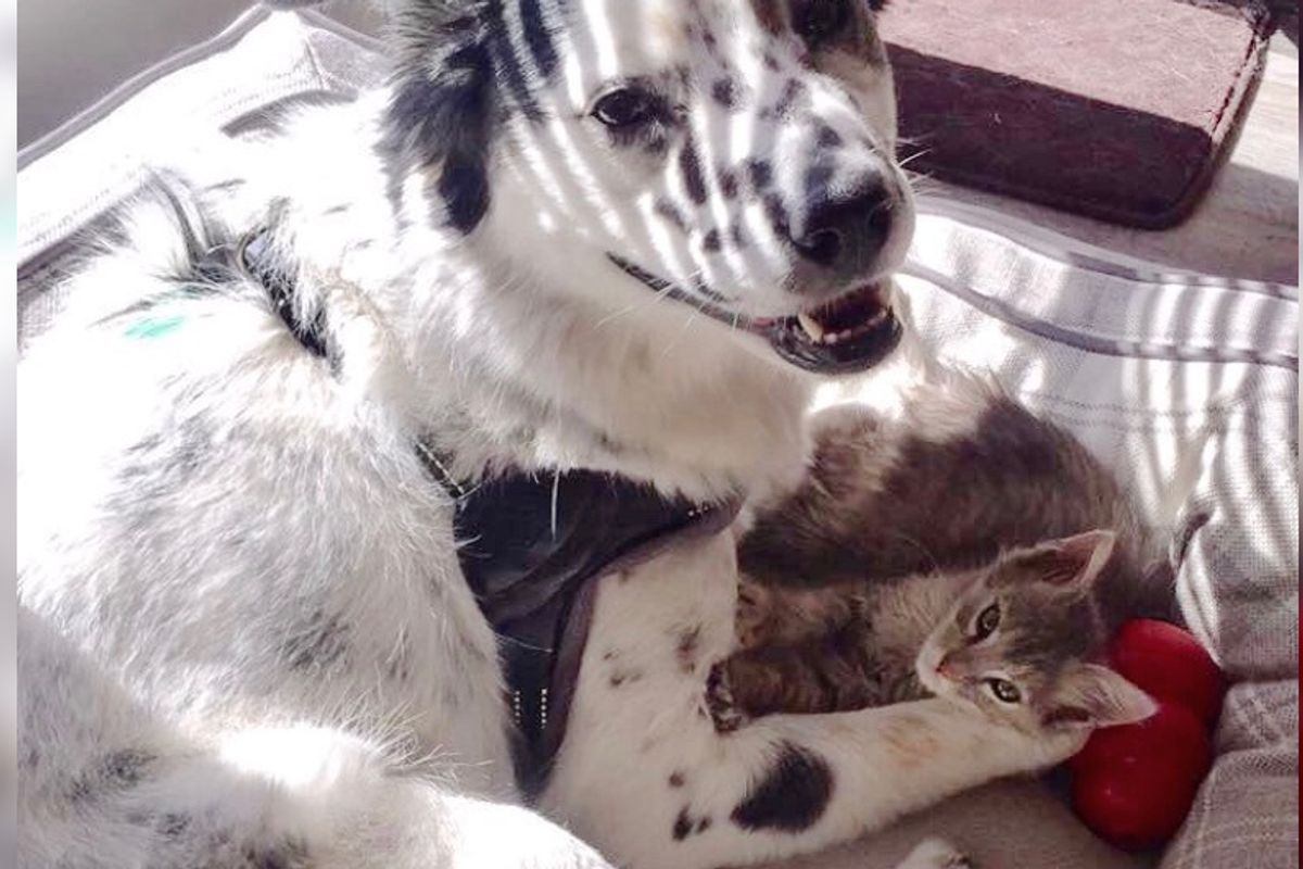 Woman Saves Kitten From Tree, Her Dog Decides to Raise the Kitty Instead, Now a Year Later...