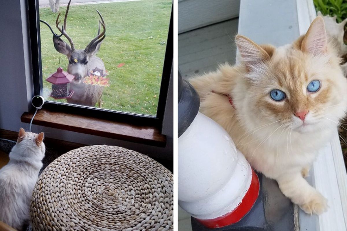 "My cat is a Disney princess apparently. This is going on right now"