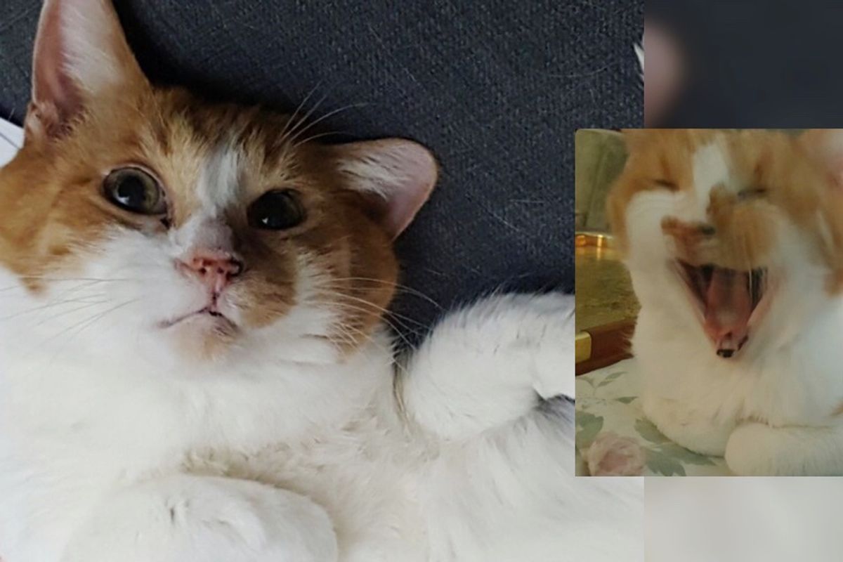 Senior Cat Can't Contain His Joy When He Finds Home After 10 Years in Shelter