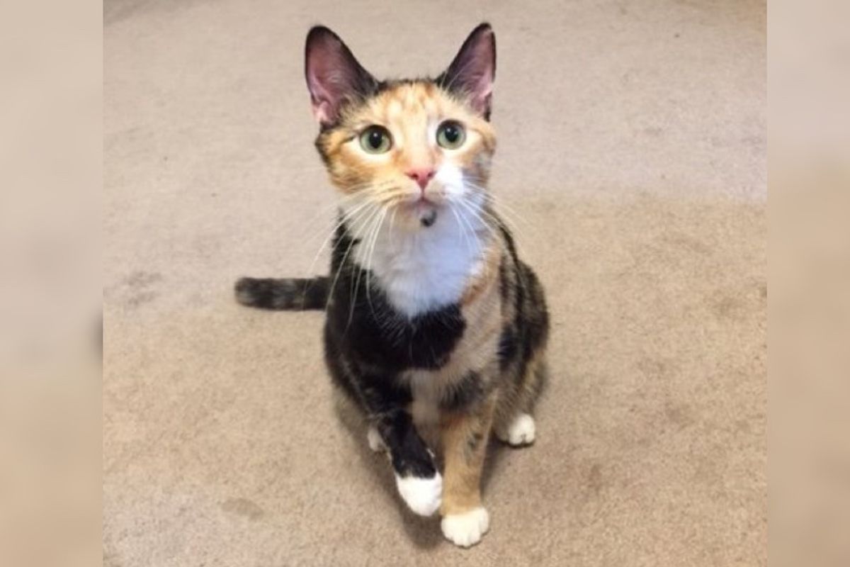 Calico Stray Befriends Couple and Surprises Them with Five Tiny Furballs...