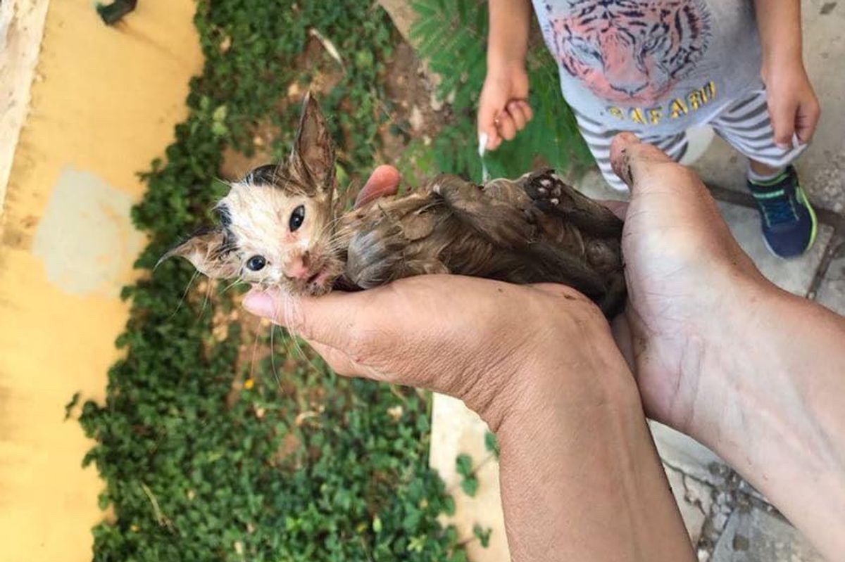 Woman Saves Drowning Kitten Clinging to Gutter, What a Difference One Day Makes!
