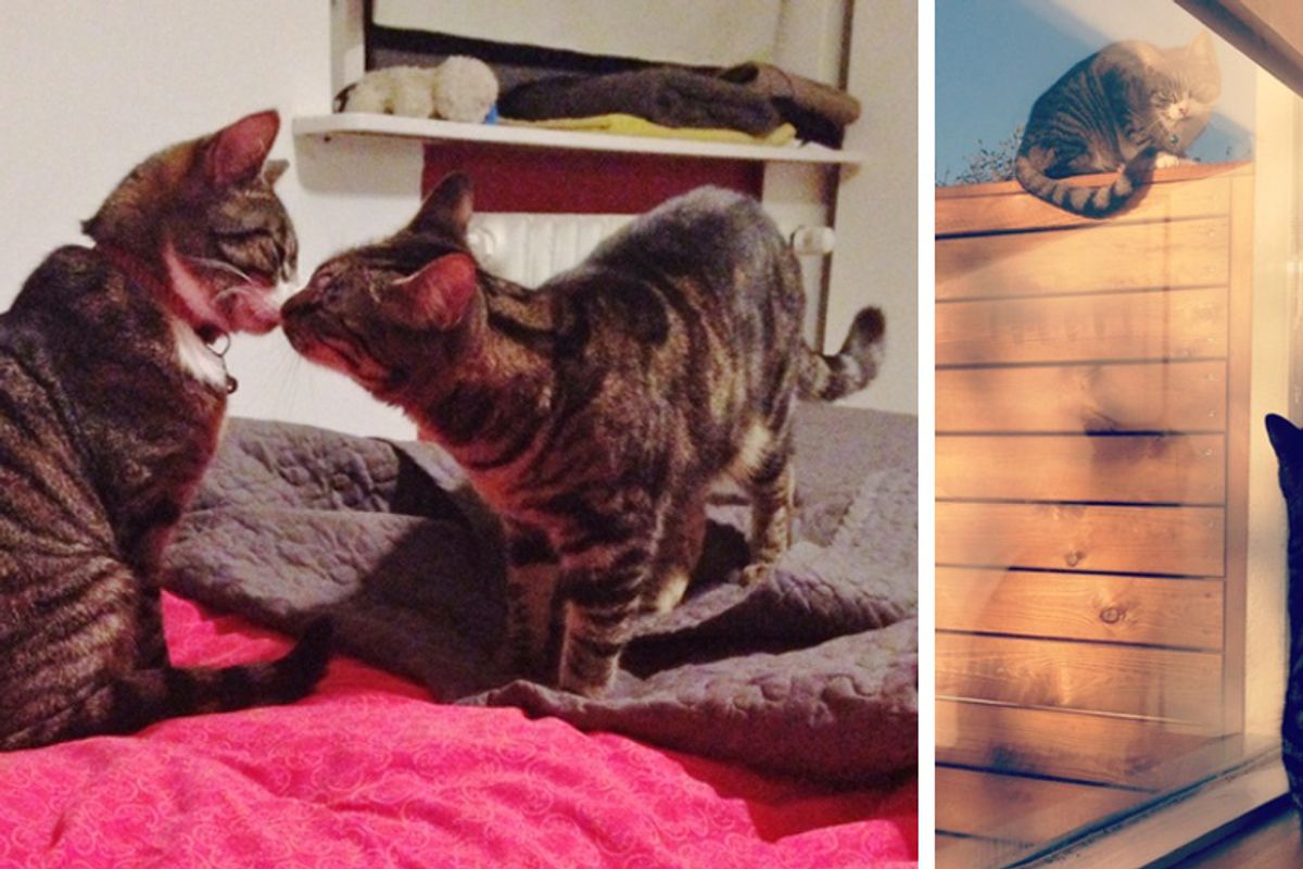 Neighbor Cat Visits His Best Friend For 3 Years and Has Never Missed a Rendezvous