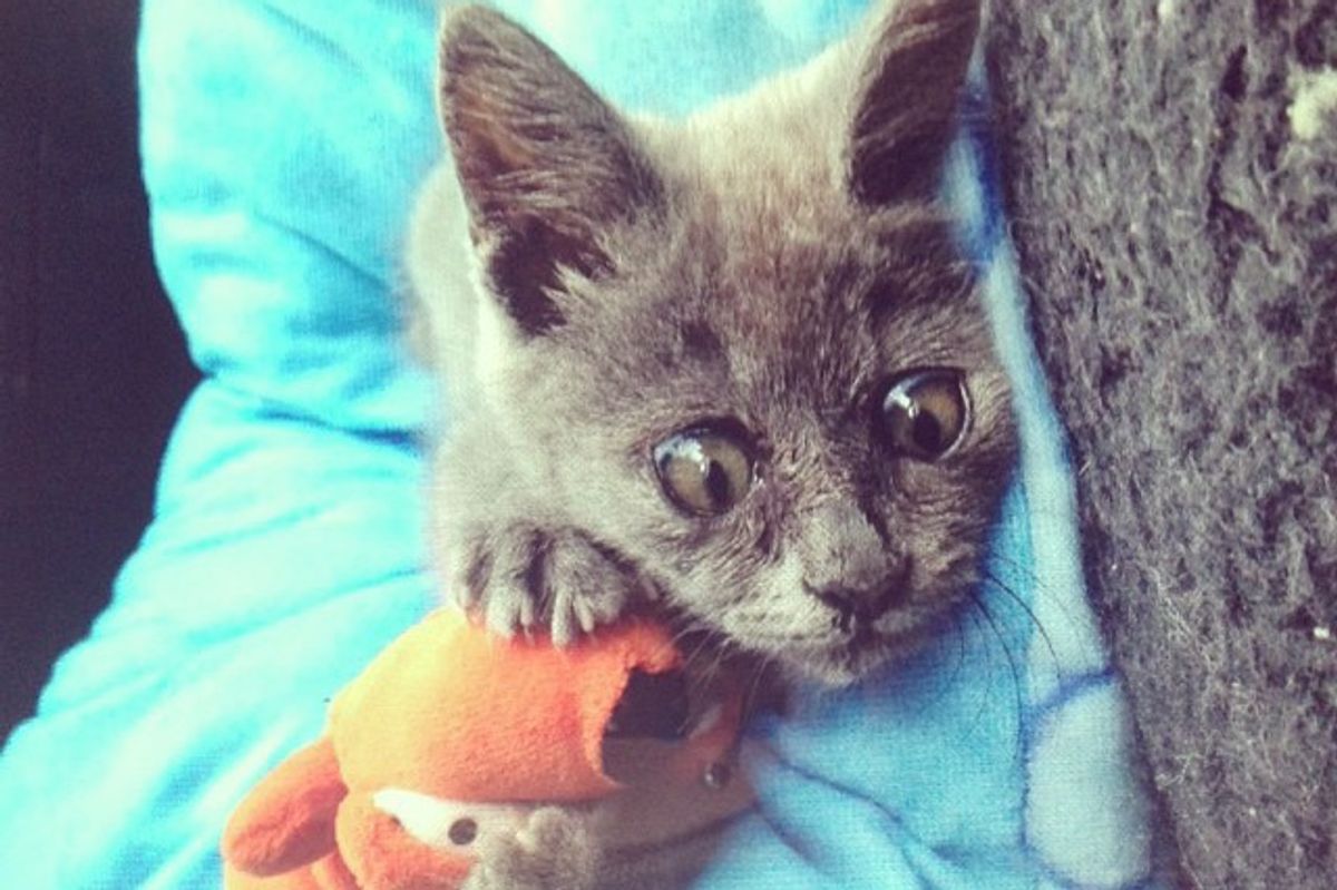 They Said This Kitten Born with 'Water on the Brain' Wouldn’t Live Past 5 Months, Now 5 Years Later…