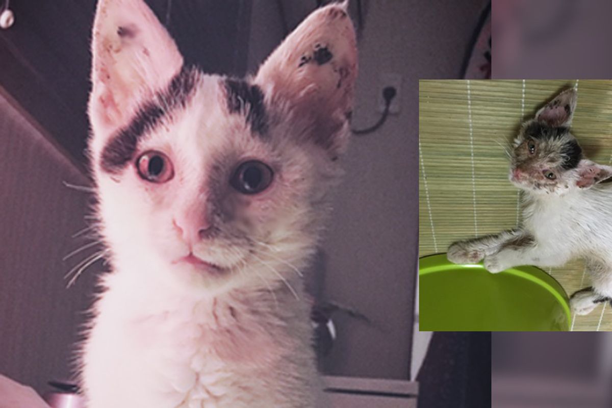 Kitten Hobbles Up to Woman, Lets Out a Silent Meow for Help — She Brings the Kitty Back from the Brink...