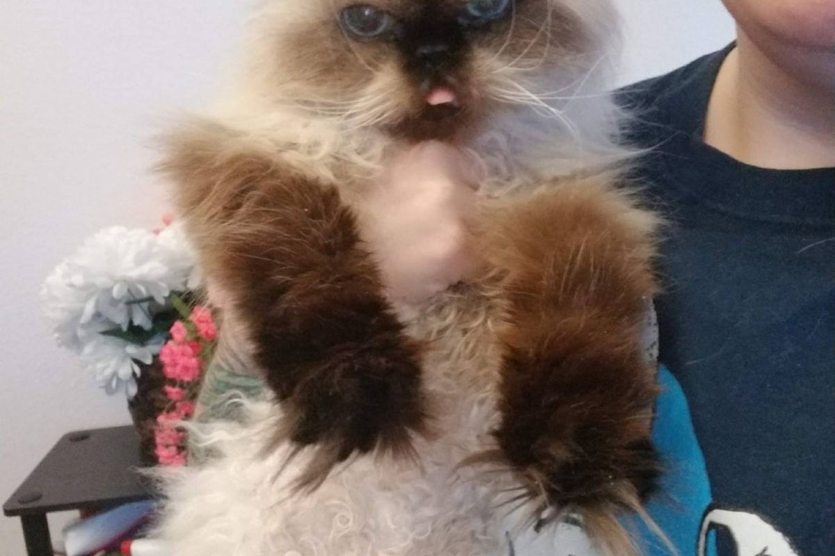 21-year-old Shelter Cat With Cutest Grandma Meow Has A Lot To Say When She Finds Her Forever Humans