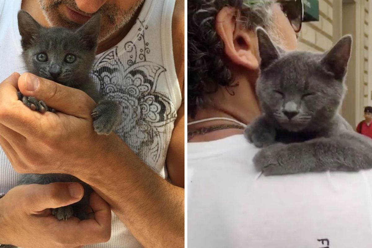 Man Becomes Dad To Runty Kitten and Raises Her Into Shoulder Cuddler, Now 2 Years Later...