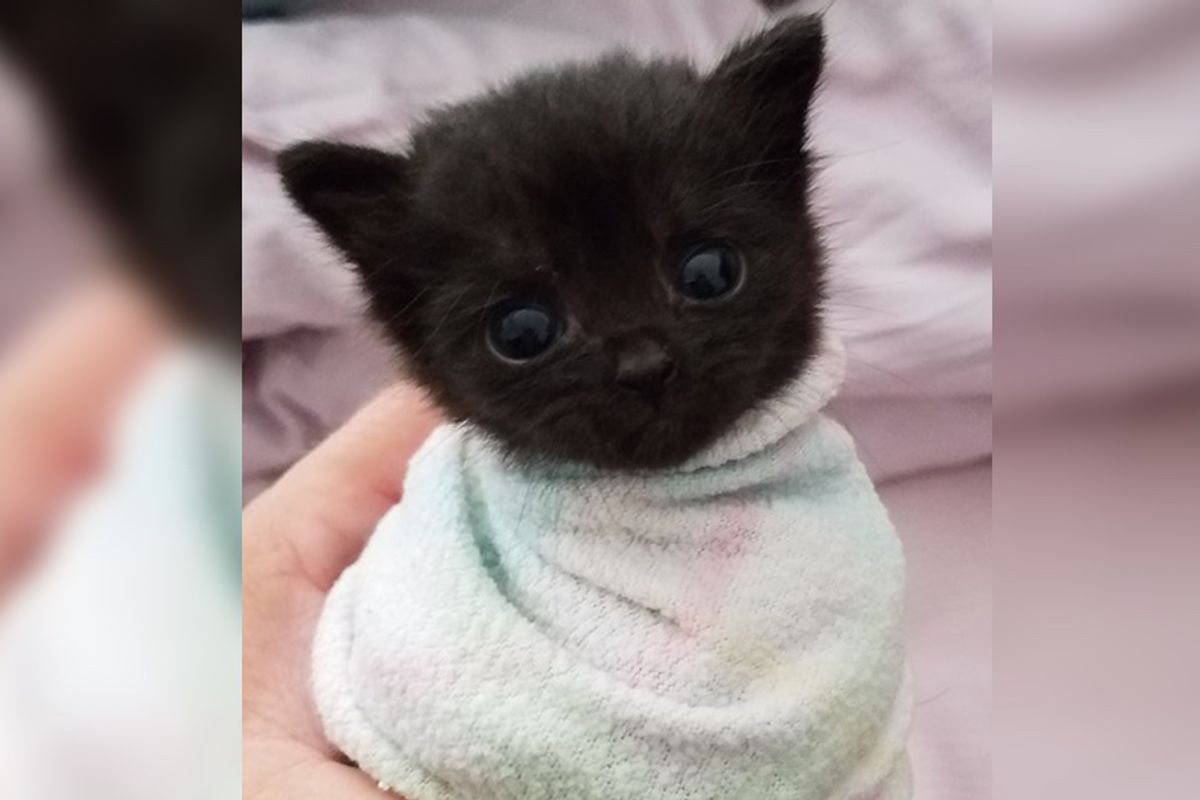 Kitten Found in Trailer Park Won’t Stop Crying Until Woman Comes To Her Rescue (with pics)
