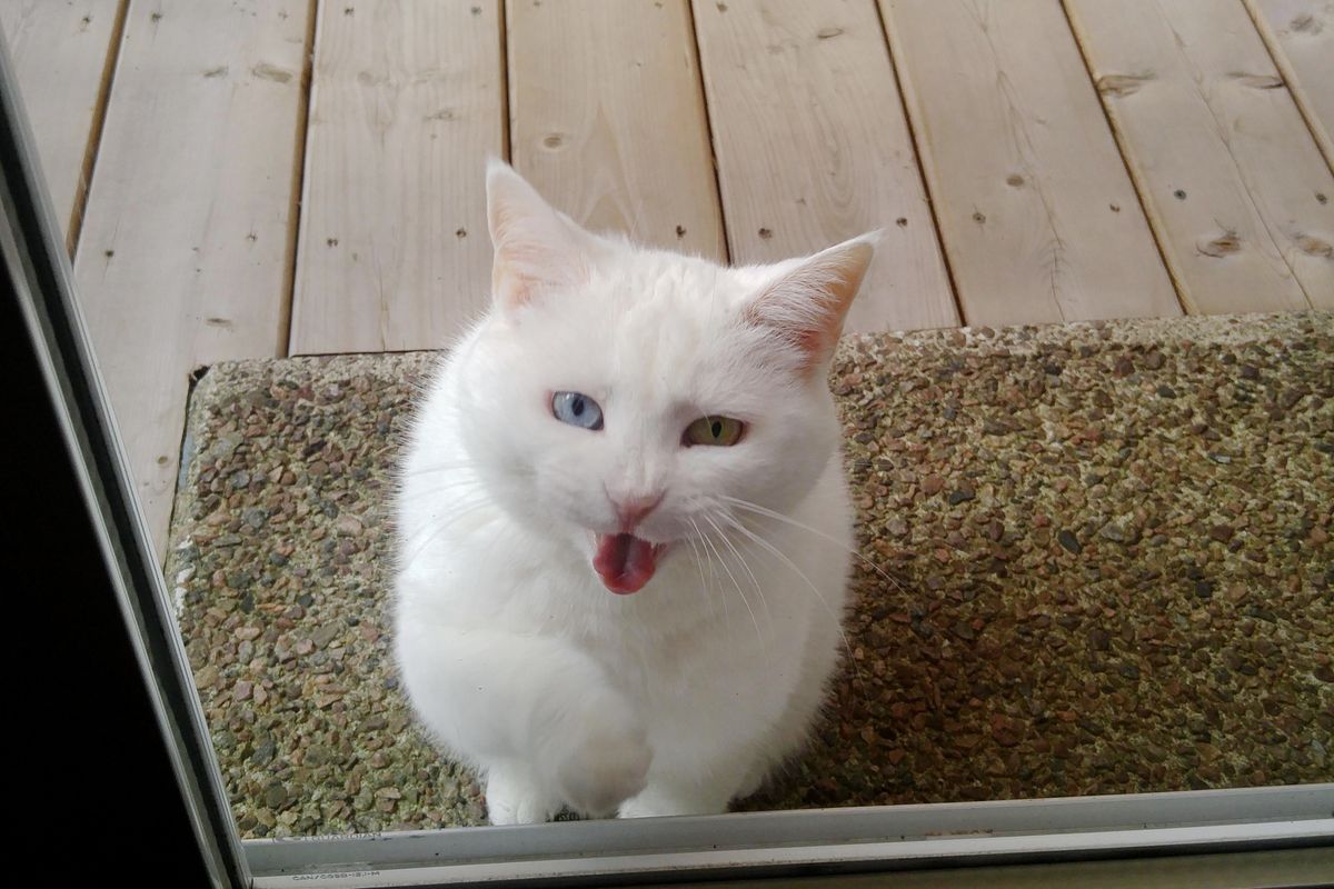 Cat Visits Her Neighbor Every Day For Treats and Pets For Over a Year in These Adorable Photos