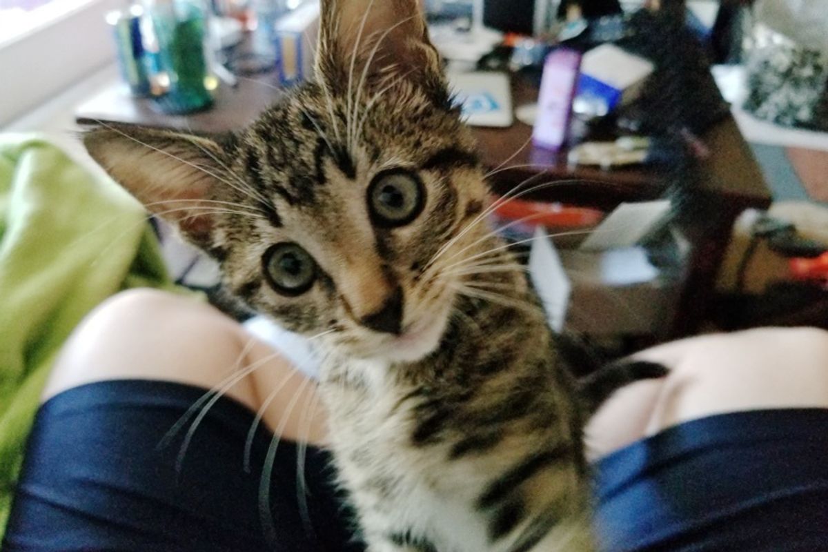 Man Never Liked Cats Has His Heart Stolen By This Little Guy