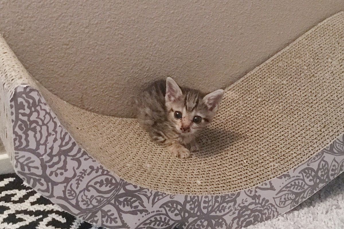 Miracle Kitten Half The Size of a Normal Cat is Determined to Live and Grow, Now 2 Months Later...