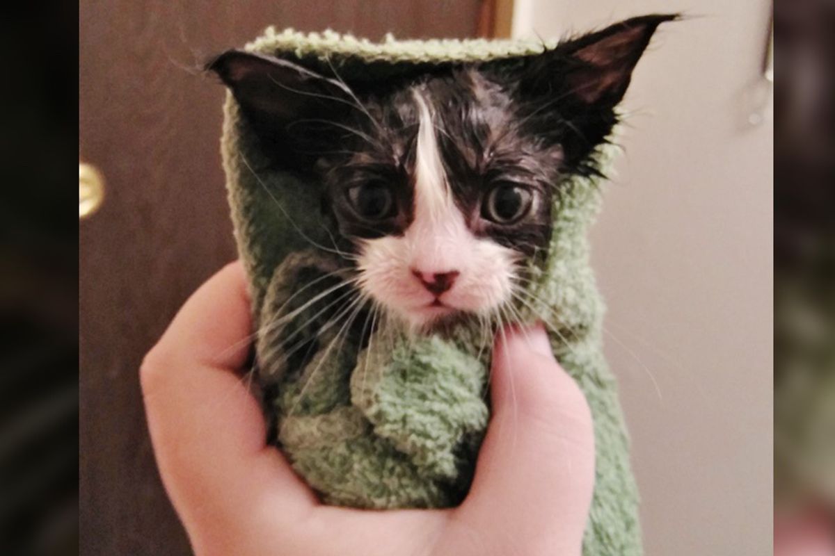 Woman Gets on Bus But Comes Out with Tiny Kitten In Her Arms, Meowing for Love...