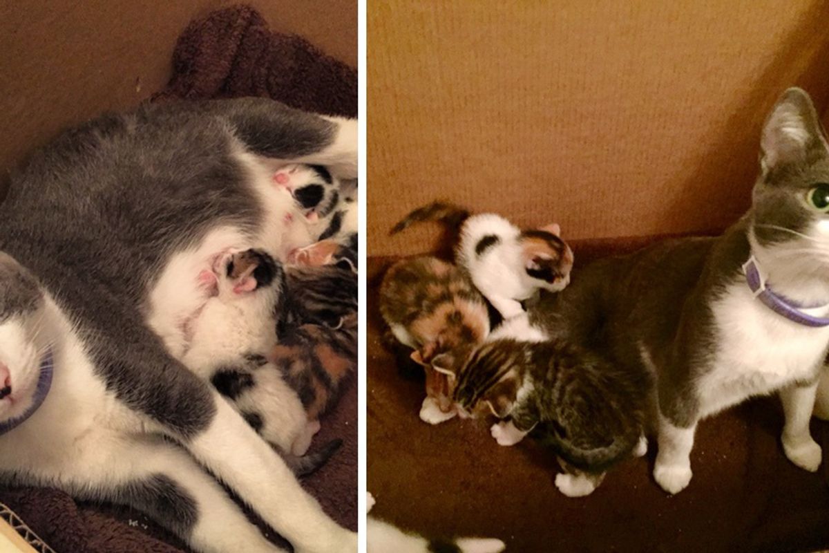 Stray Cat Wanders Up to Man For Food and Asks Him to Help Raise Her Fur Babies