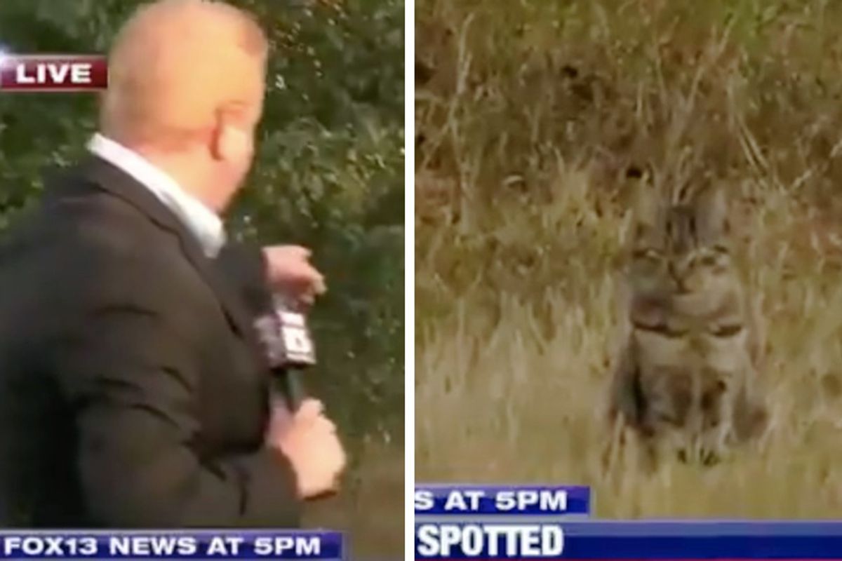 Tabby Cat Crashes Live News While Reporter Investigates Possible Cougar Spotting...