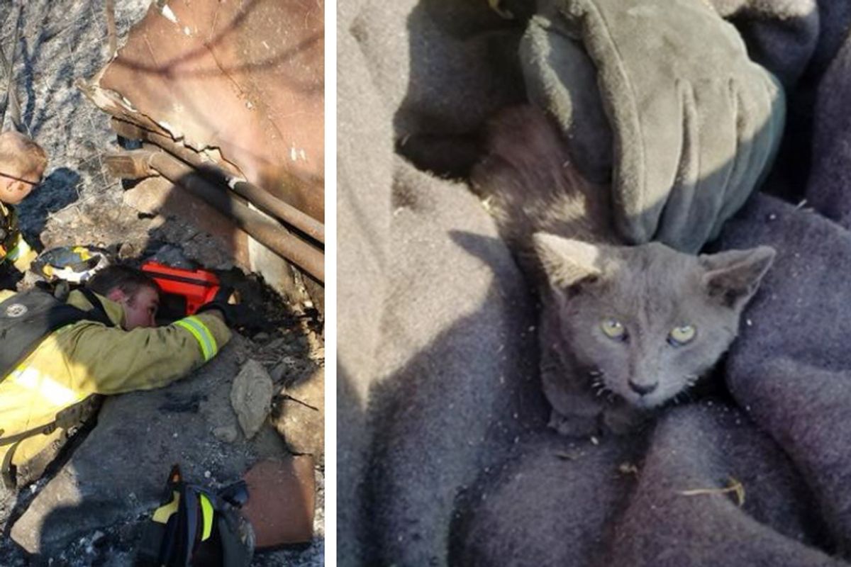 Kitten Survived Massive Wildfire is Spotted on Burnt Hillside — Fire Crew Rushes to the Rescue...