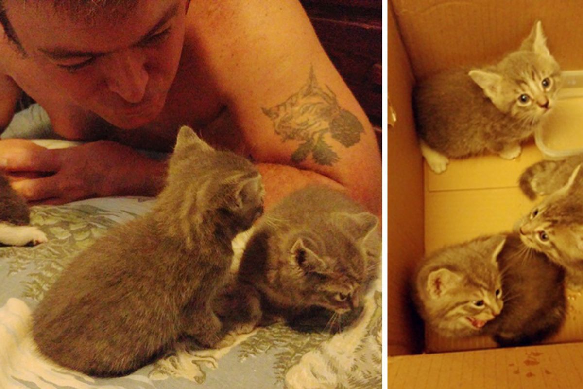 Cat Brought Her Kittens to Disabled Veteran and Asked Him to Look After Them...