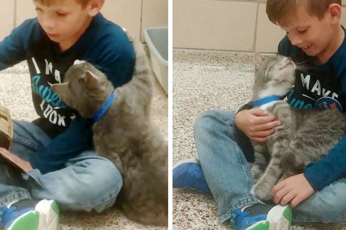 Young Boy Reads to Shelter Cats and Gets a Captive Audience in This Sweet Feline Friend...
