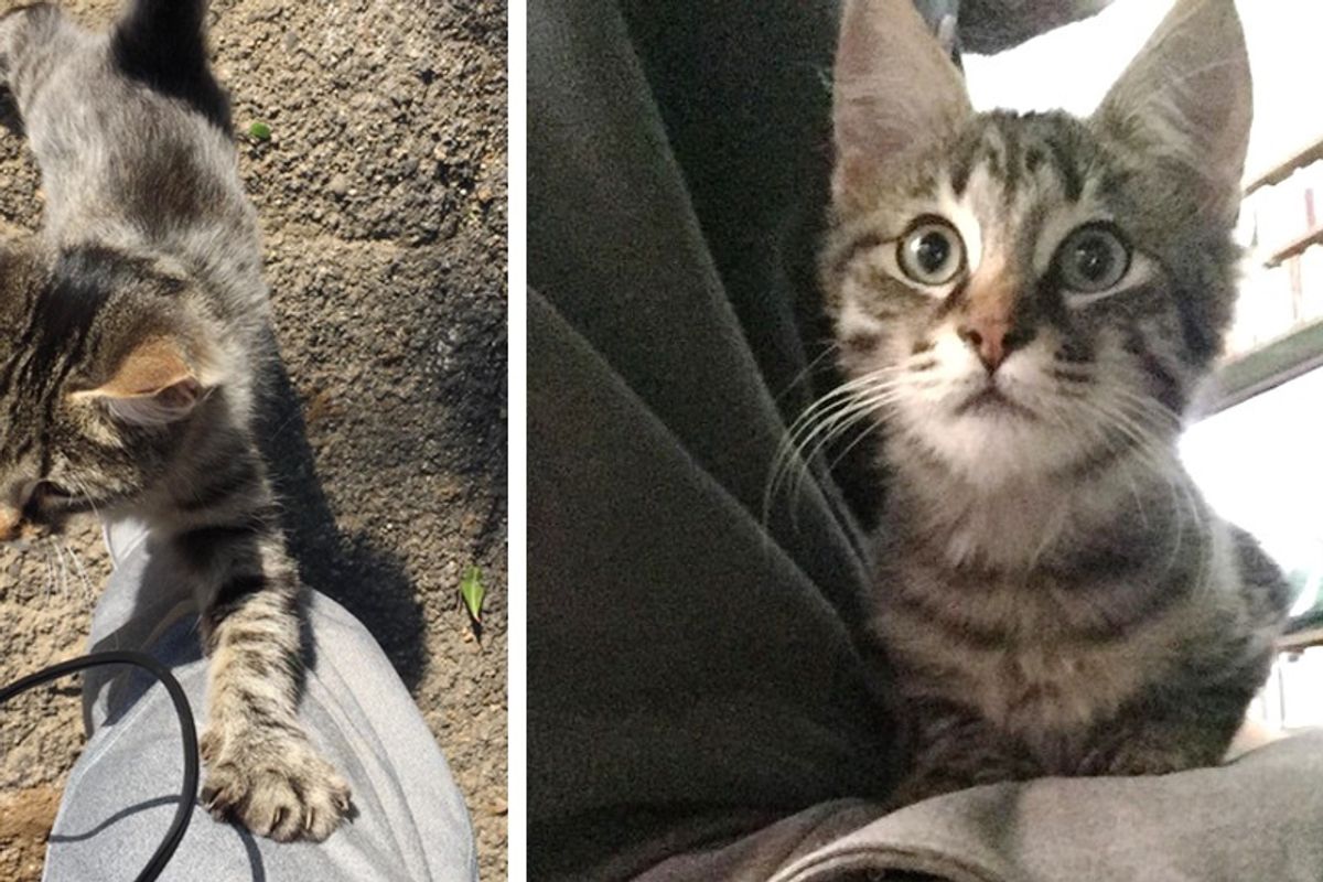 Guy Captures Moments of Him Being Chosen by Tabby Cat Found In the Street...