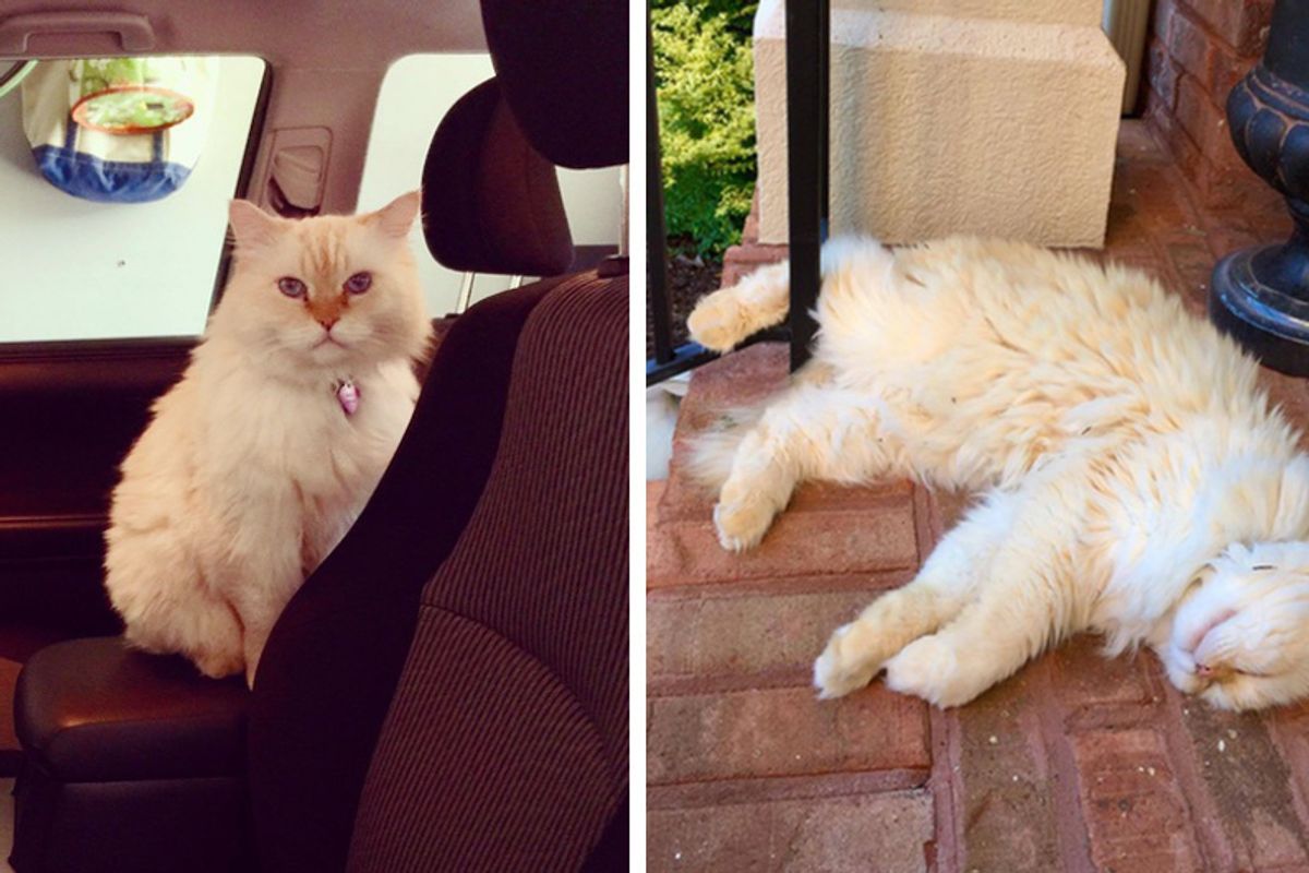 Neighbor's Cat Starts Visiting Family Nearly Every Day After They Lost Their Beloved Cat..